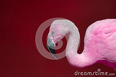 Pink flamingo against red background. Vivid contemporary wildlife image. Stock Photo