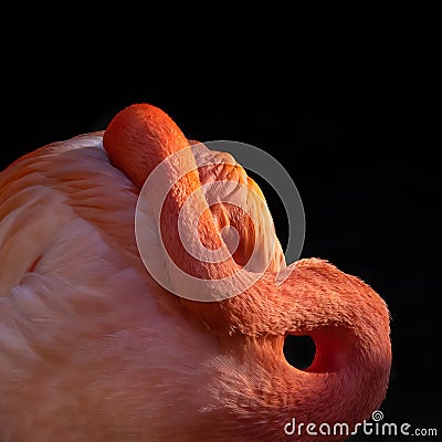 A colourful Pink Flamingo, against dark background Stock Photo