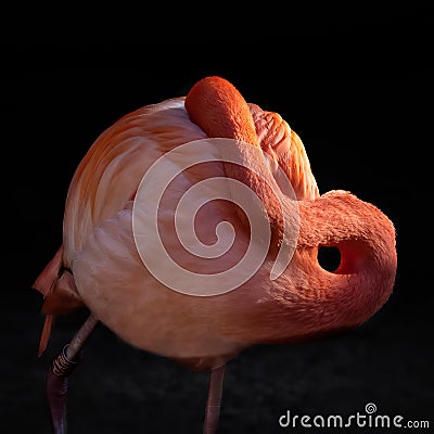 Pink Flamingo against a dark background Stock Photo