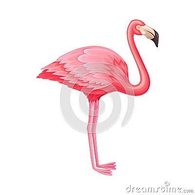 Pink Flamingo as Warm-blooded Vertebrates or Aves Vector Illustration Vector Illustration