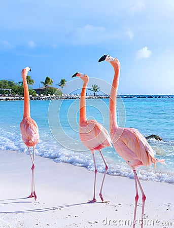 Pink flamingo on the beach Stock Photo