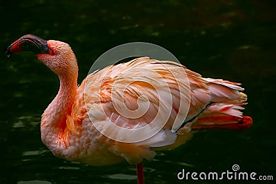 Pink flamingo bird drinking water in garden pond Stock Photo