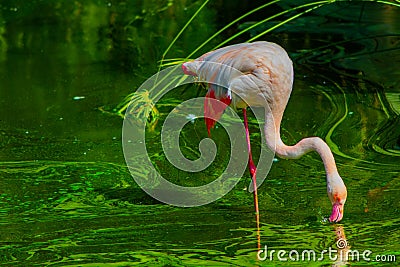 Pink flamingo bird drinking water Stock Photo