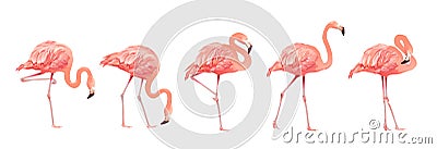Pink Flamingo Bird Set Tropical Wild Beautiful Exotic Symbol Flat Design Style Isolated on White Background. Vector Vector Illustration