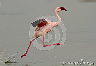 Pink flamingo bird Stock Photo