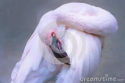 Pink flamingo bird with tilted head Stock Photo
