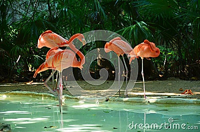 Pink flamingo birds Stock Photo