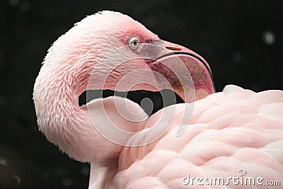 Pink Flamingo Stock Photo