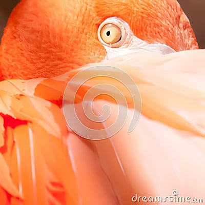 Pink flamingo closeup of an eye and head Stock Photo