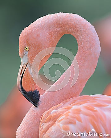 Pink Flamingo closeup portrait against green background Stock Photo