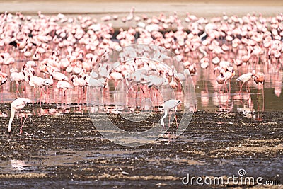 Pink Flamingo flock eats algae in Lake Nakuru National Park Kenya Africa - selective focus on one flamingo Stock Photo