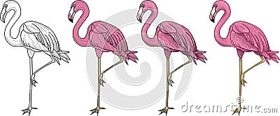 Pink flamingo four different ways. Vector Illustration