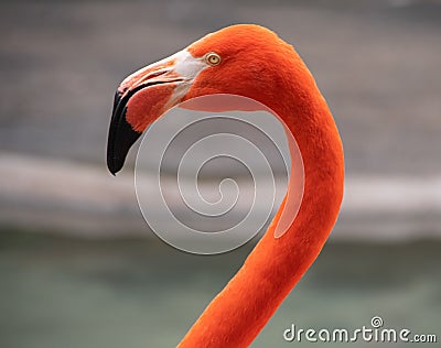 Pink Flamingo Head Close Up Stock Photo