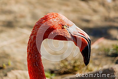 Pink flamingo head coseup at zoo. Phoenicopterus roseus Stock Photo