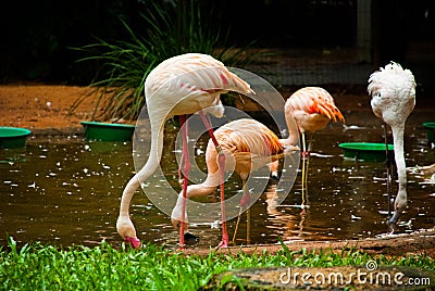 Pink Flamingo. Iguazu bird Park. Brazil. America Editorial Stock Photo