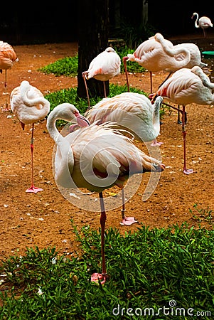 Pink Flamingo. Iguazu bird Park. Brazil. America Editorial Stock Photo