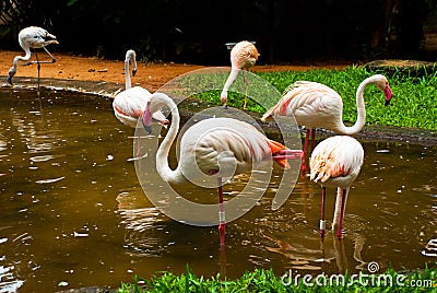 Pink Flamingo. Iguazu bird Park. Brazil. America Editorial Stock Photo