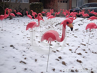 Pink flamingo Stock Photo