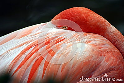 Pink Flamingo at Sea World, Orlando, Florida Stock Photo