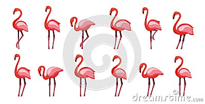 Pink flamingo set, vector illustration Isolated on white background Vector Illustration