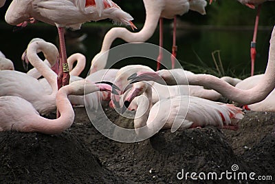 Pink flamingo sits on the nest Editorial Stock Photo