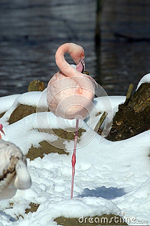 Pink Flamingo Stock Photo