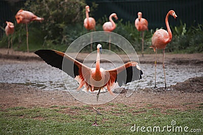 Pink flamingo with spread wings Stock Photo