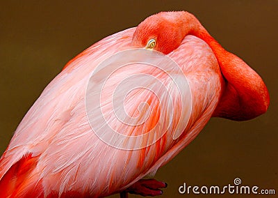 Pink Flamingo stands while sleeping with one eye open. Stock Photo