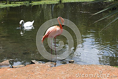 Pink flamingo and swan in tropical environment Editorial Stock Photo