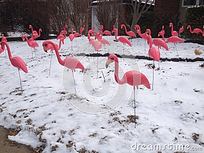 Pink flamingo Stock Photo