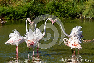 Pink flamingo water bird provence france Stock Photo