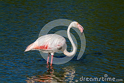 Pink flamingo water bird provence france Stock Photo