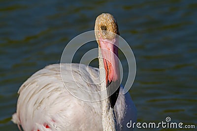 Pink flamingo water bird provence france Stock Photo