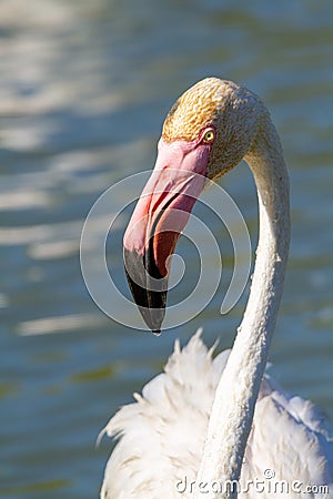 Pink flamingo water bird provence france Stock Photo