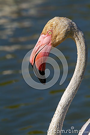 Pink flamingo water bird provence france Stock Photo