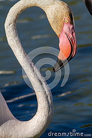 Pink flamingo water bird provence france Stock Photo