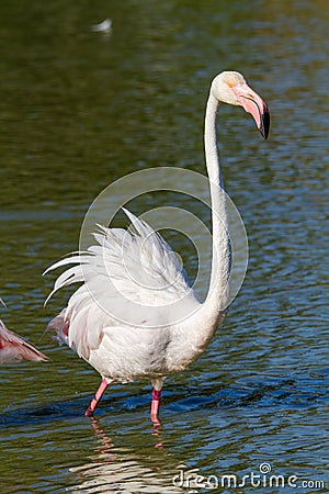 Pink flamingo water bird provence france Stock Photo