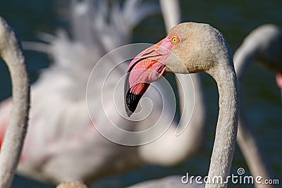 Pink flamingo water bird provence france Stock Photo