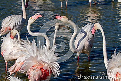 Pink flamingo water bird provence france Stock Photo