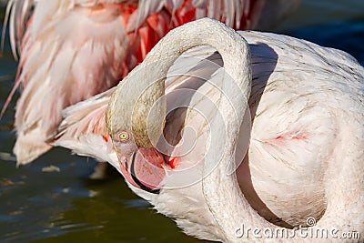 Pink flamingo water bird provence france Stock Photo