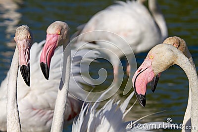 Pink flamingo water bird provence france Stock Photo