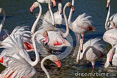 Pink flamingo water bird provence france Stock Photo