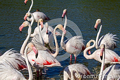 Pink flamingo water bird provence france Stock Photo