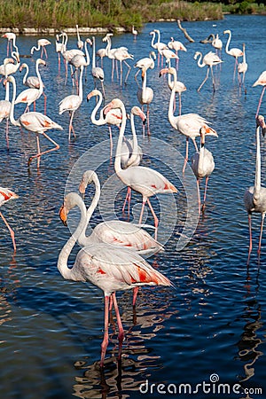 Pink flamingo water bird provence france Stock Photo