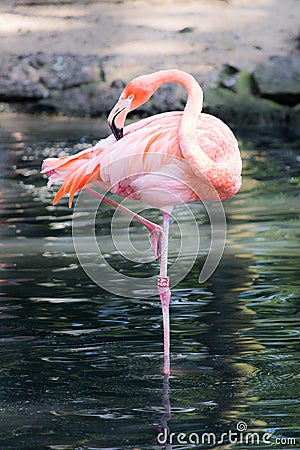 Pink Flamingo in the water Stock Photo
