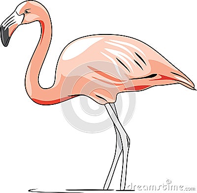 Pink flamingo Vector Illustration