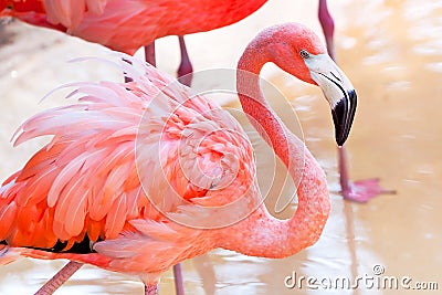 Pink flamingo in wildlife park Stock Photo