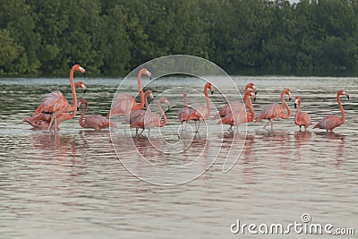 Pink flamingos family at dawn Stock Photo