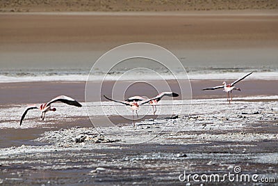 Pink flamingoes in lagoon Colorada, Altiplano, Bolivia Stock Photo