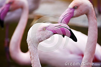 Pink flamingos Stock Photo